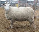 Sheep Trax Levi 314L